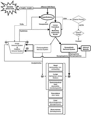 Autonomic Nervous System Dysfunction in Pediatric Sepsis